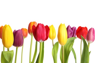 Photo of Beautiful bright tulips on white background. Spring flowers