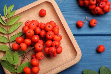 Fresh ripe rowan berries and leaves on blue wooden table, flat lay