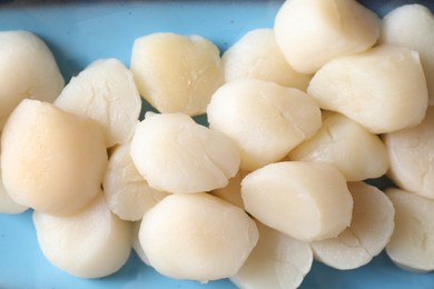 Photo of Fresh raw scallops on plate, top view