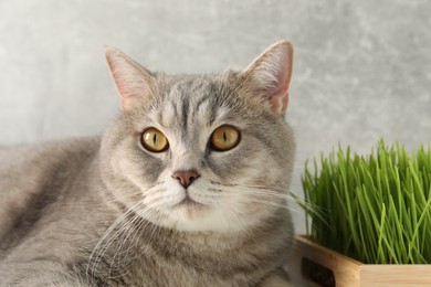 Photo of Cute cat and fresh green grass against grey wall, closeup