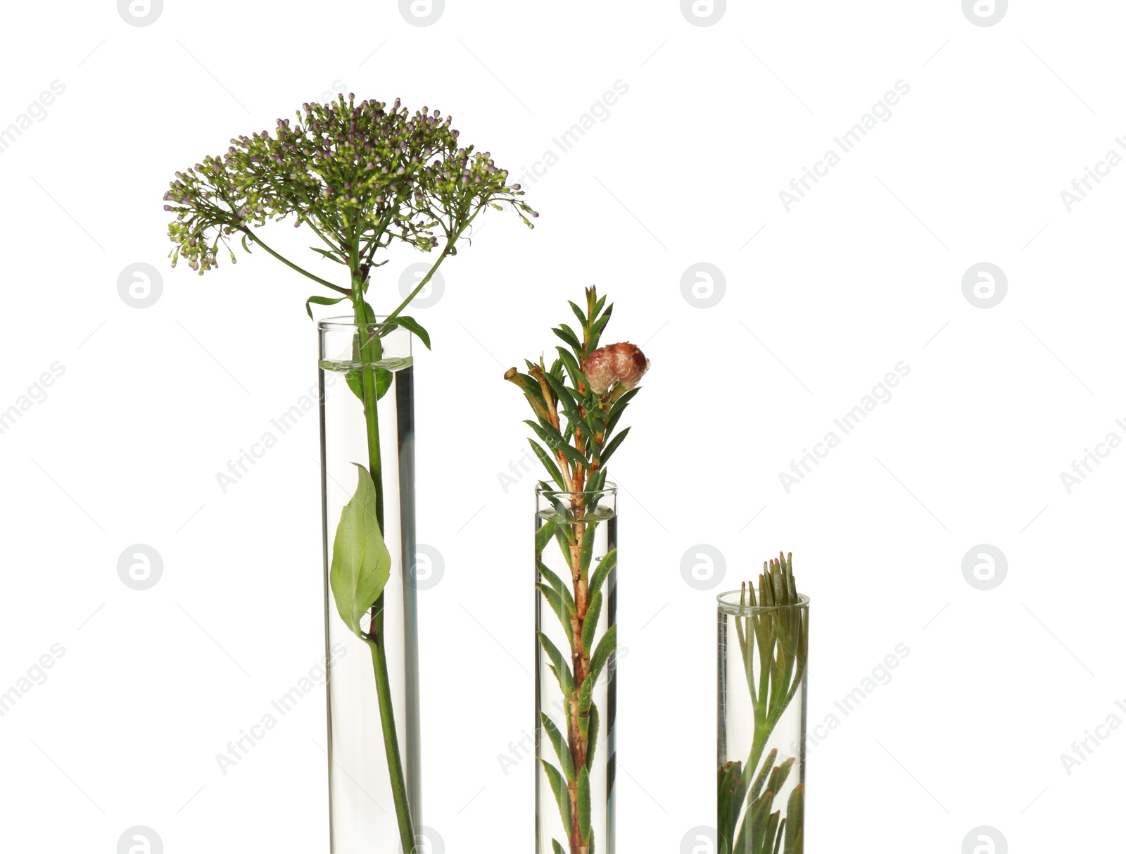 Photo of Different plants in test tubes on white background