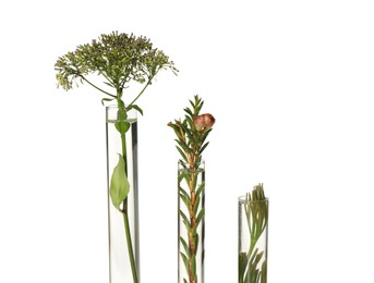 Different plants in test tubes on white background