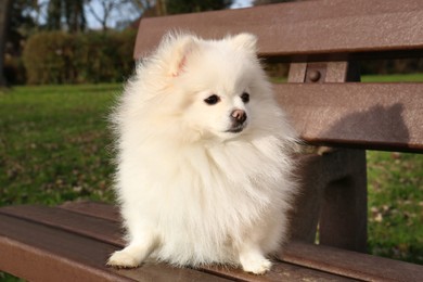 Cute fluffy Pomeranian dog on wooden bench outdoors. Lovely pet