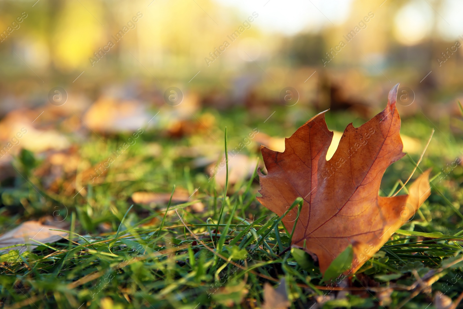 Photo of Autumn leaf on green grass in park. Space for text