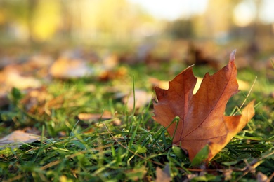 Photo of Autumn leaf on green grass in park. Space for text