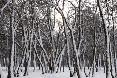 Picturesque view of beautiful forest covered with snow