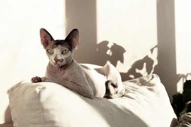 Photo of Adorable Sphynx cat on pillow at home. Lovely pet