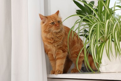 Photo of Adorable cat near green houseplants on windowsill at home