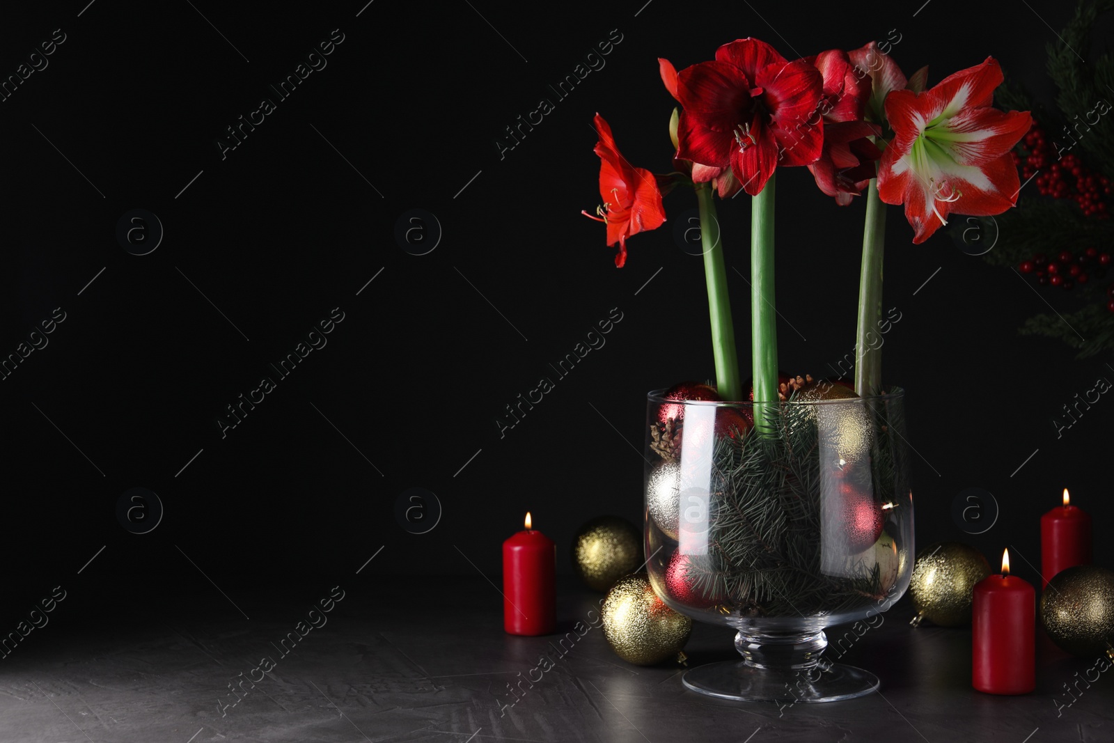 Photo of Beautiful red amaryllis flowers and Christmas decor on black background. Space for text