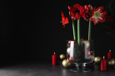 Photo of Beautiful red amaryllis flowers and Christmas decor on black background. Space for text