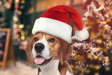 Image of Cute beagle dog with Santa hat near Christmas tree 