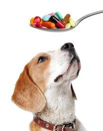Vitamins for pets. Cute dog and spoon with different pills on white background