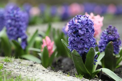 Photo of Beautiful hyacinth flowers growing outdoors, closeup. Space for text