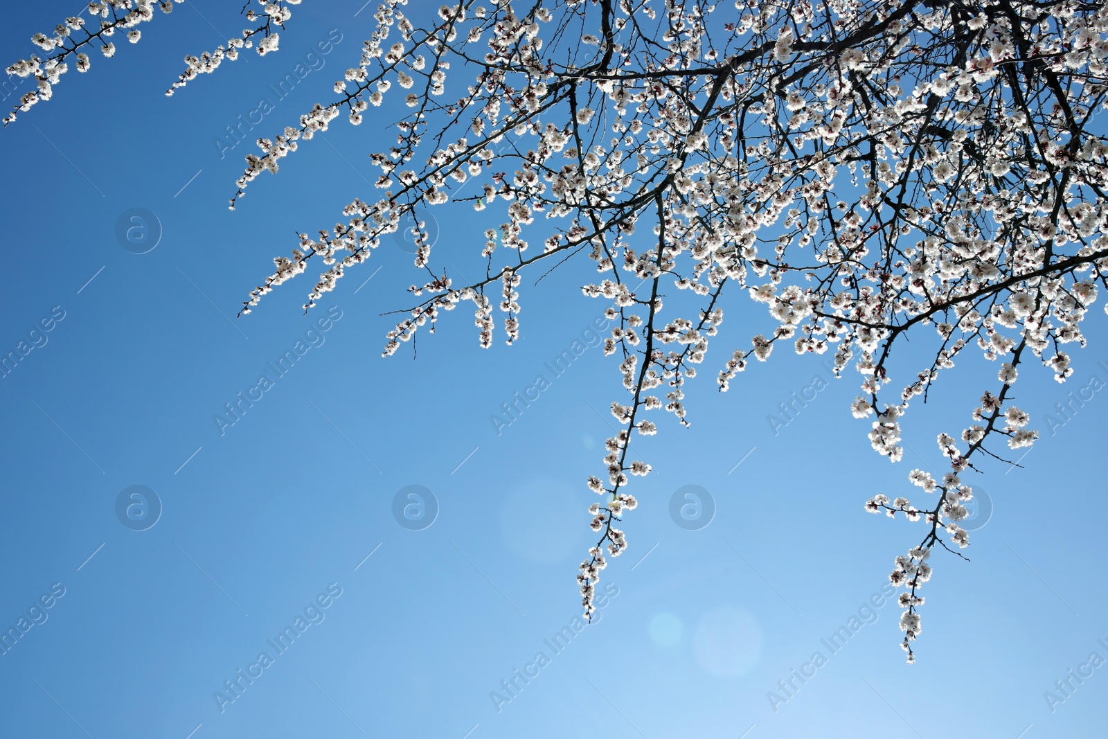 Photo of Branches of blossoming apricot tree on sunny day outdoors. Springtime