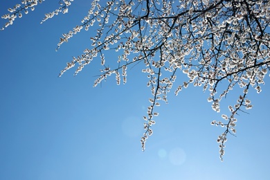 Branches of blossoming apricot tree on sunny day outdoors. Springtime