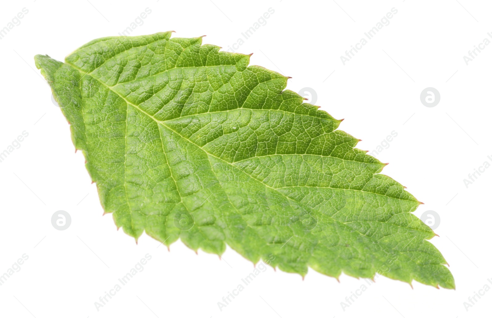 Photo of One green raspberry leaf isolated on white