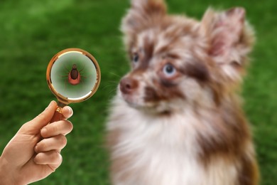 Cute dog outdoors and woman showing tick with magnifying glass, selective focus. Illustration