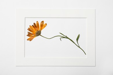 Photo of Frame with wild dried meadow flower on white background, top view