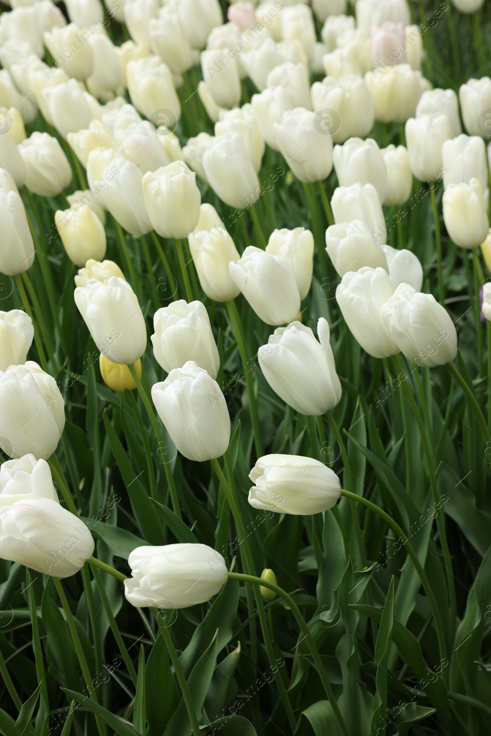 Photo of Many beautiful white tulip flowers growing outdoors, closeup. Spring season
