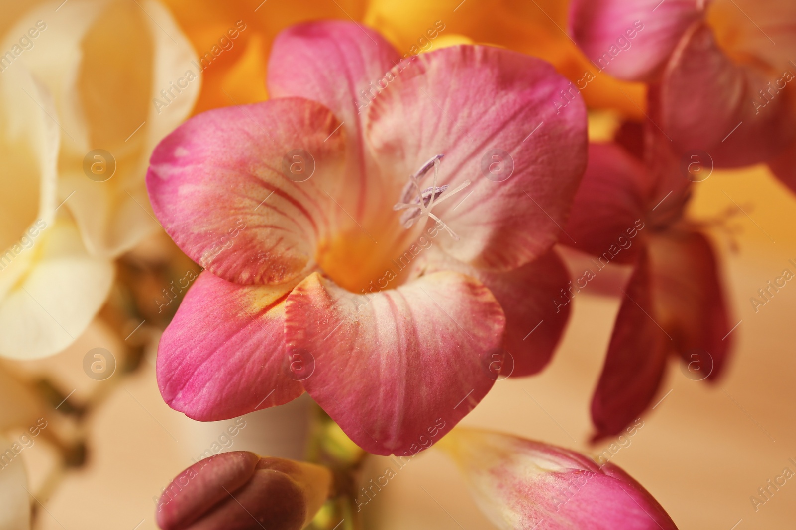 Photo of Beautiful freesia flowers, closeup