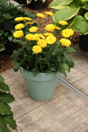 Photo of Potted gerbera plant with bright yellow flowers outdoors