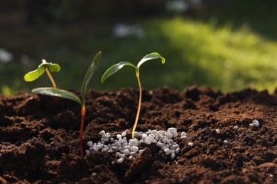 Photo of Young sprouts growing in soil with granulated fertilizer outdoors, closeup