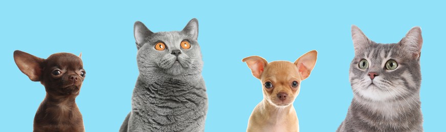 Image of Cute funny cats and dogs on turuqoise background. Banner design