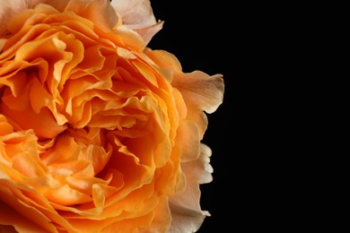 Beautiful fresh rose on dark background, closeup