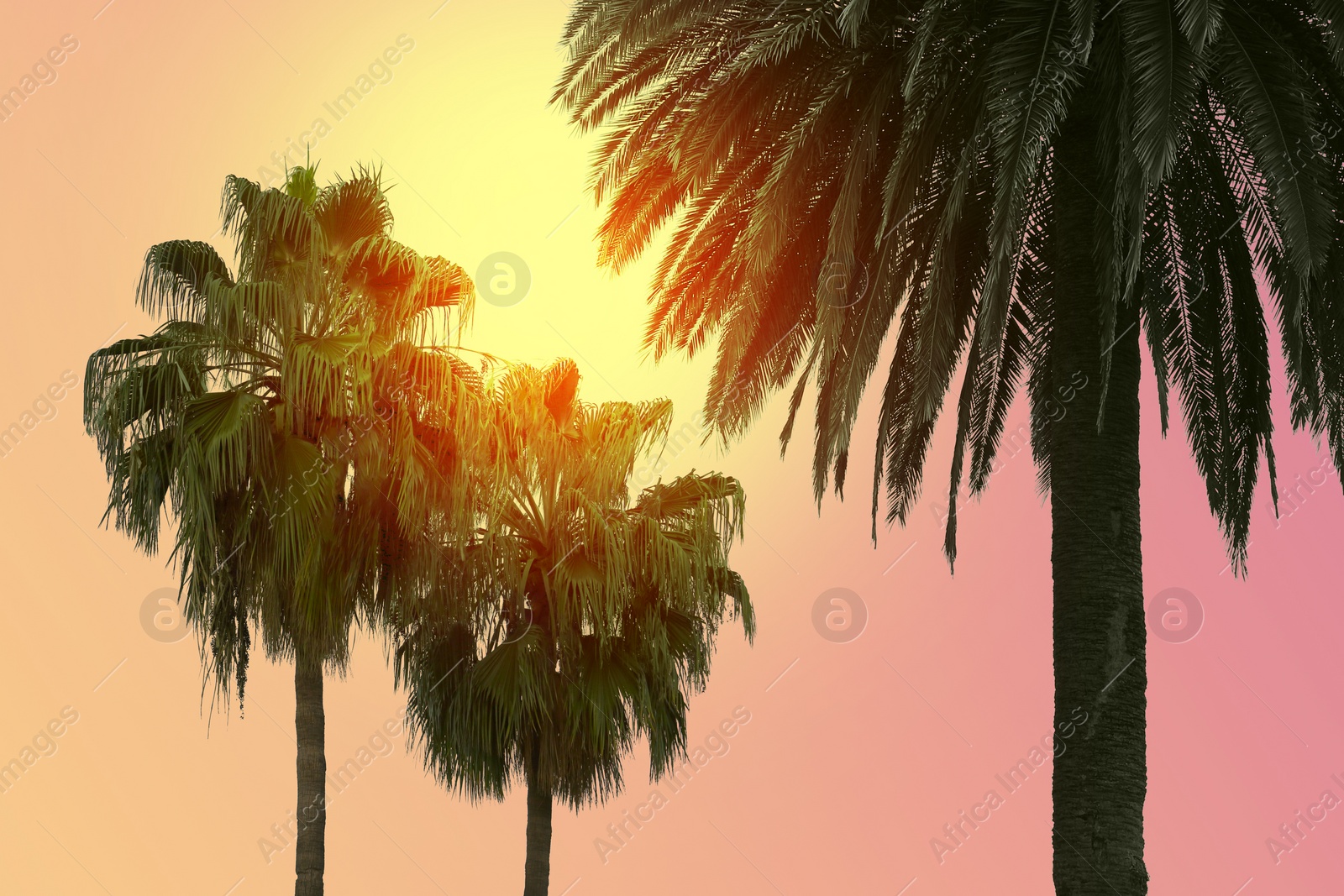 Image of Beautiful palm trees with green leaves on sunny day. Color toned