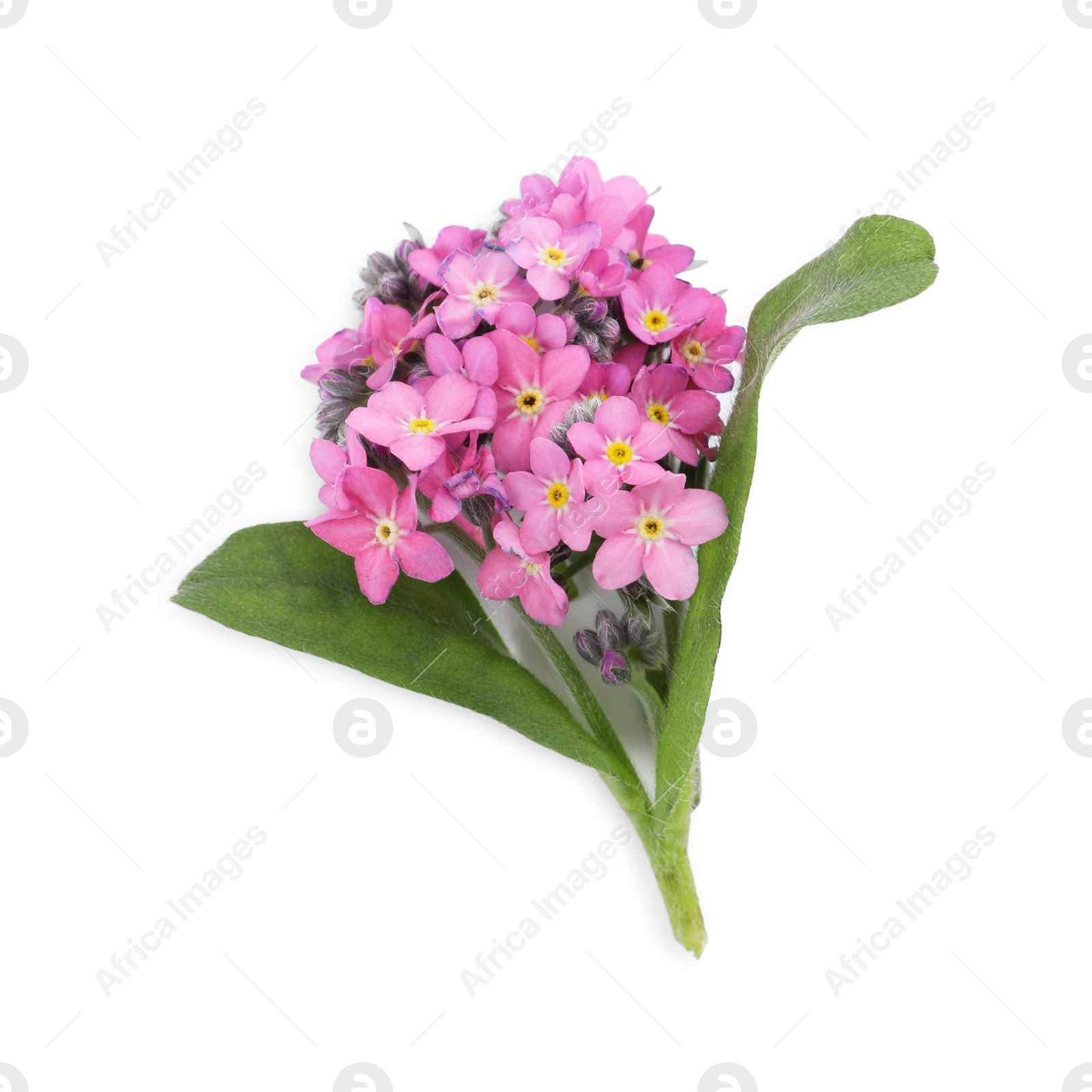 Photo of Beautiful pink Forget-me-not flowers on white background, top view