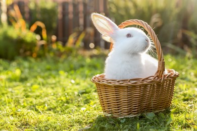 Cute fluffy rabbit in wicker basket on green grass outdoors. Space for text