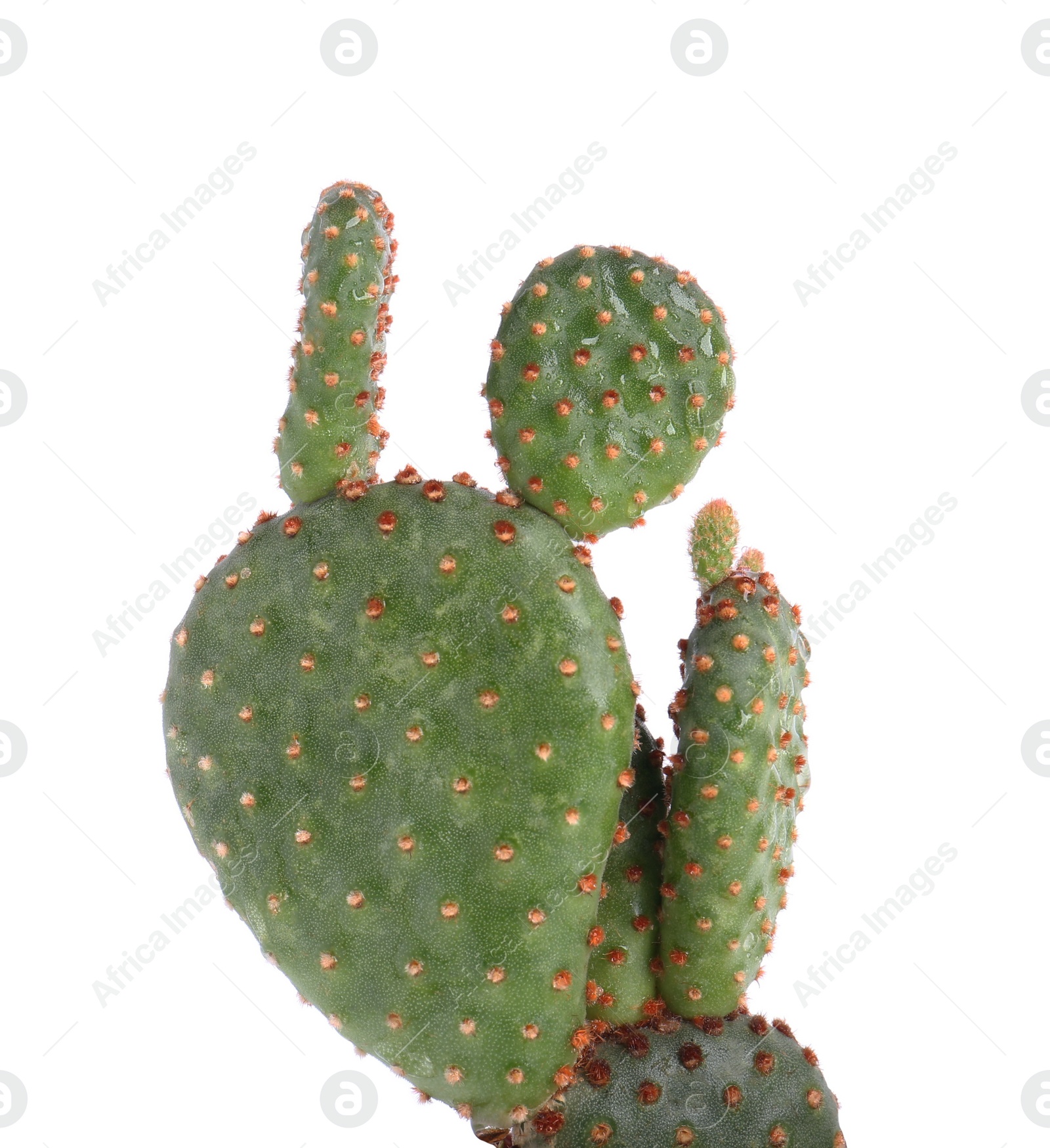 Photo of Beautiful green exotic cactus isolated on white