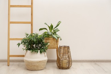 Photo of Different potted plants in room near light wall