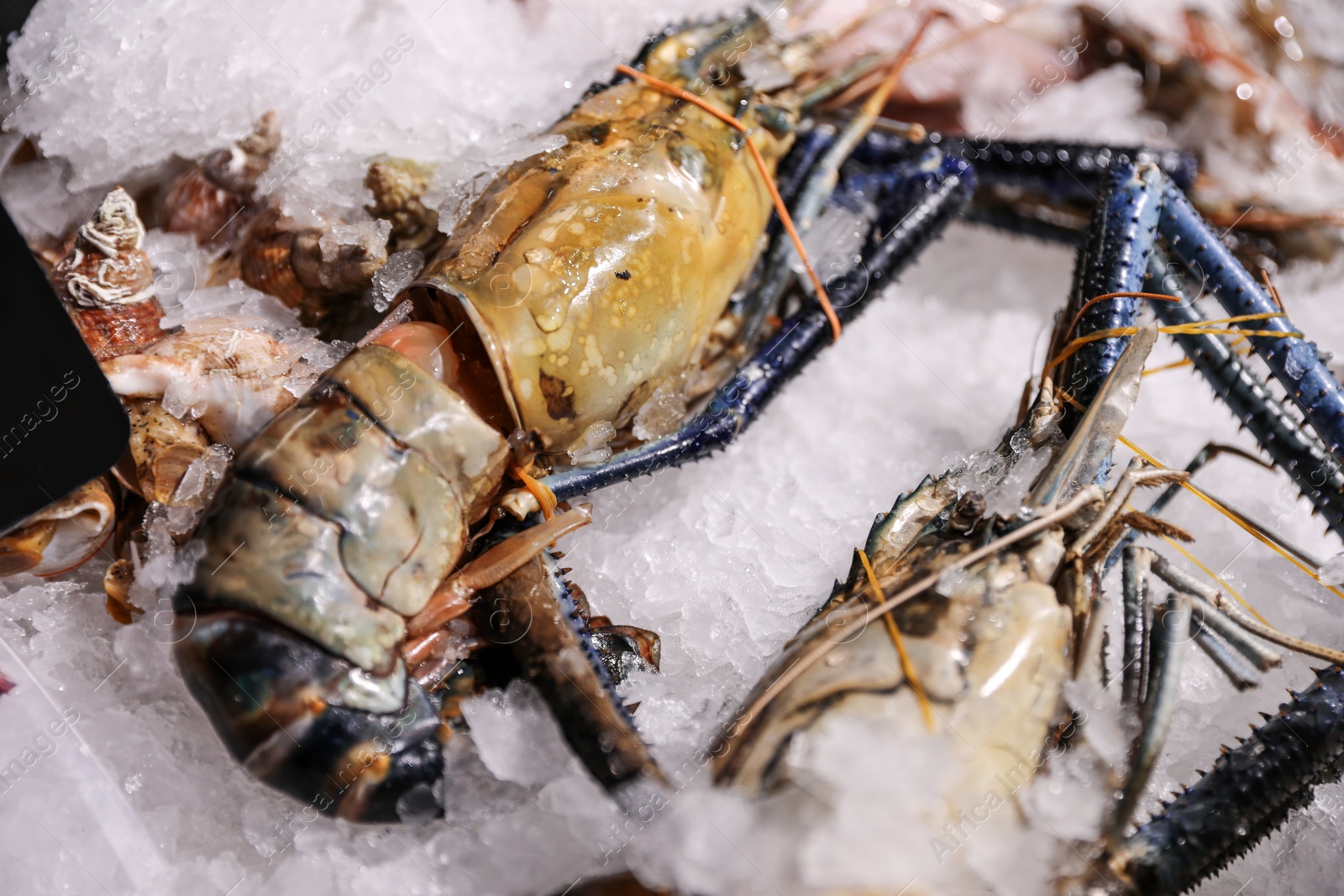 Photo of Fresh malaysian freshwater prawn on ice, closeup. Fish store