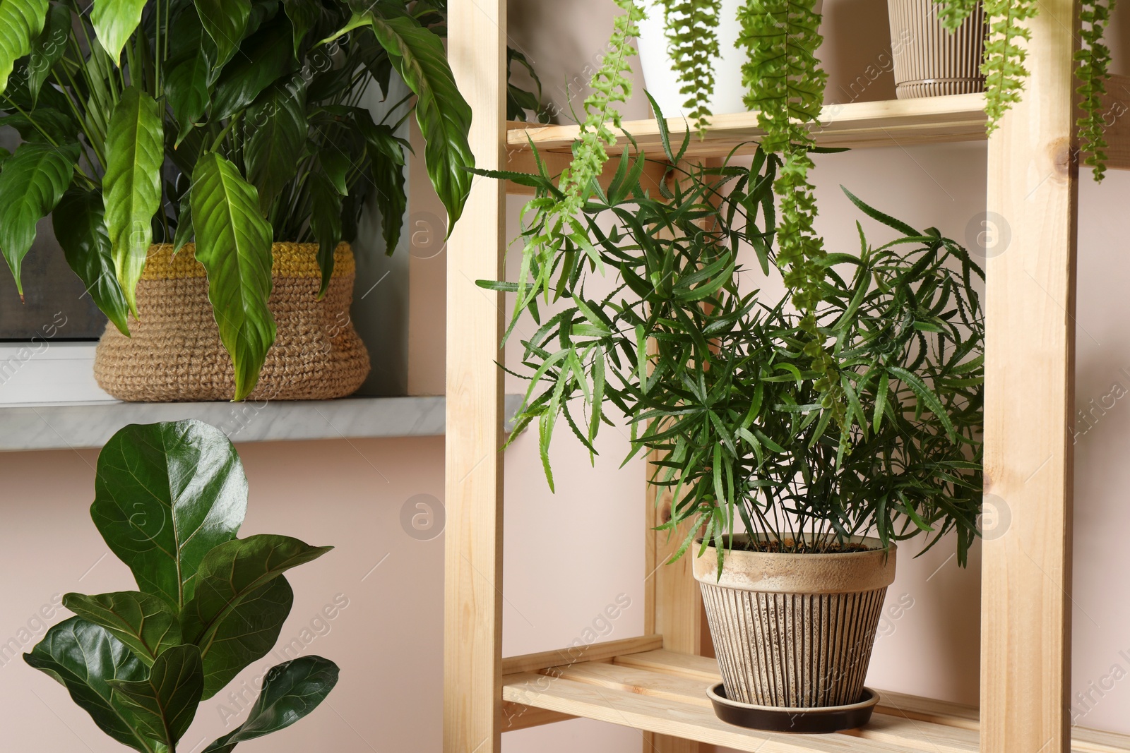 Photo of Beautiful houseplants in pots on wooden rack near beige wall. House decor