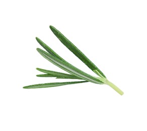 Sprig of fresh rosemary isolated on white