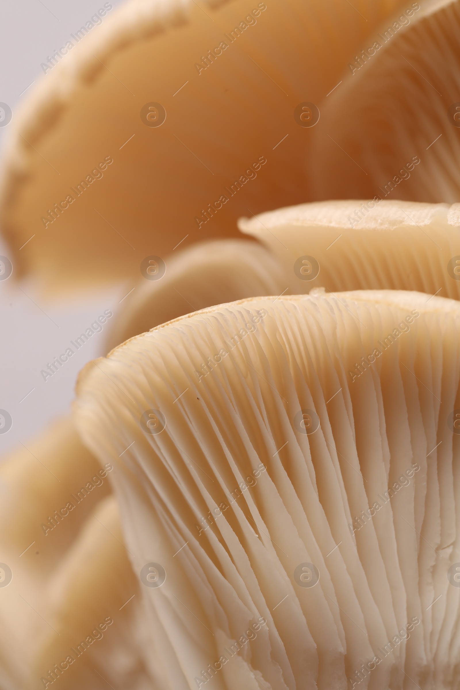 Photo of Macro view of fresh oyster mushrooms as background