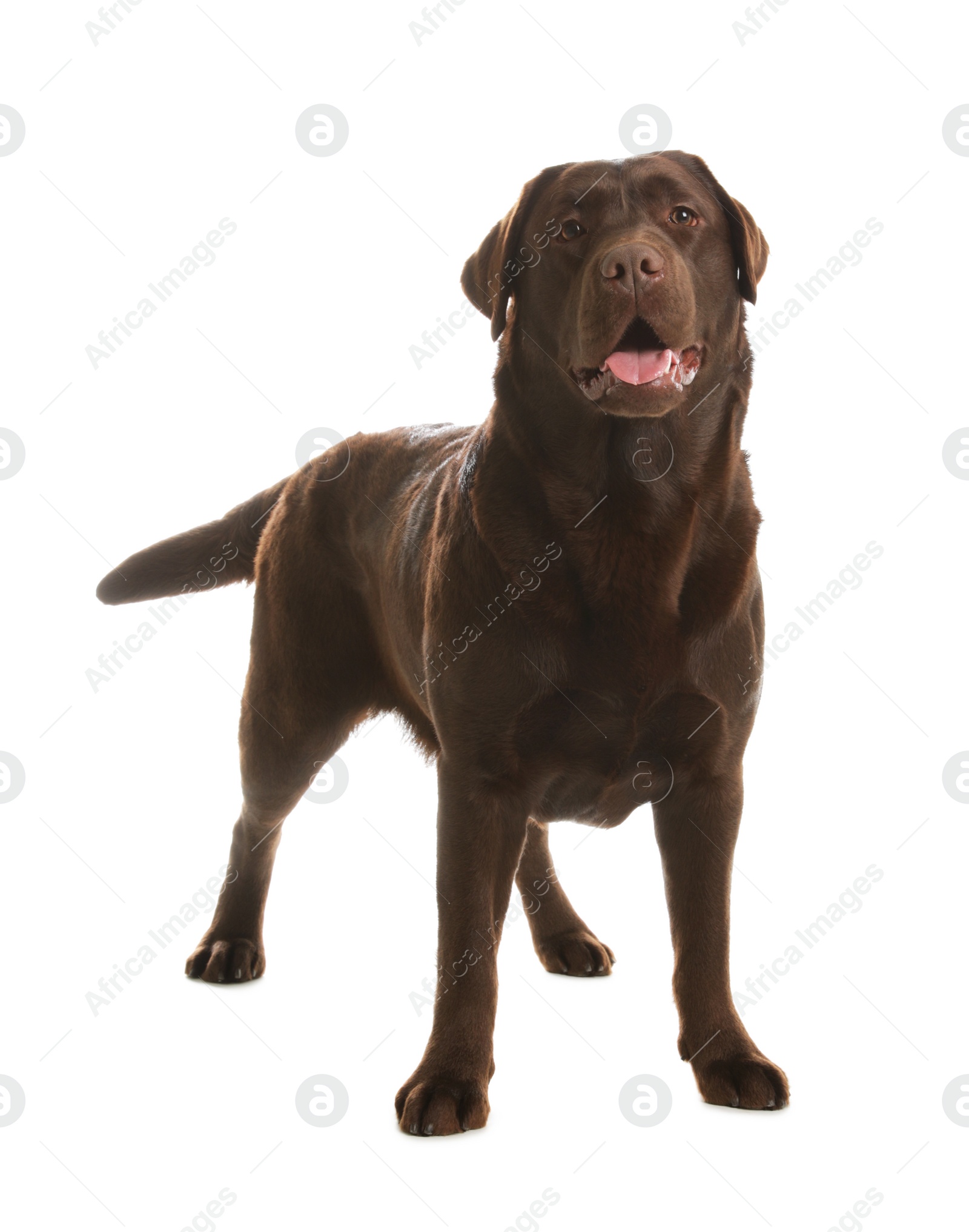 Photo of Chocolate labrador retriever standing on white background