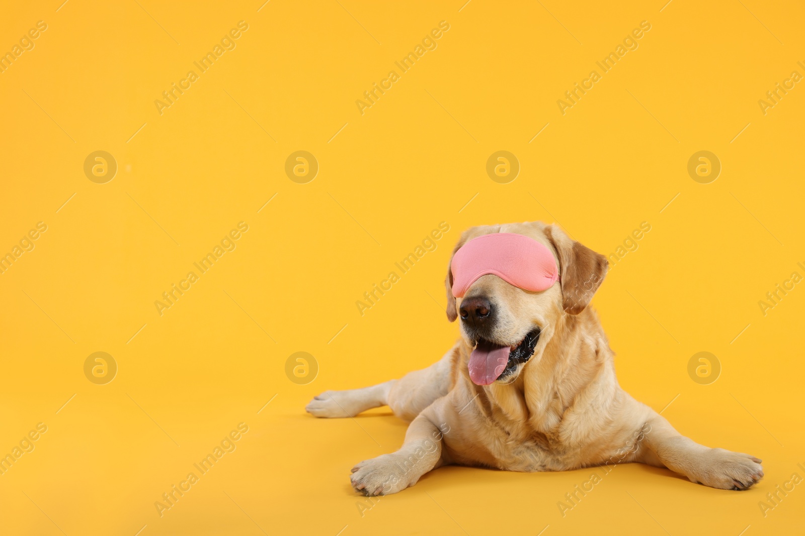 Photo of Cute Labrador Retriever with sleep mask resting on yellow background, space for text