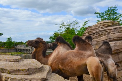 Couple of camels in safari park outdoors
