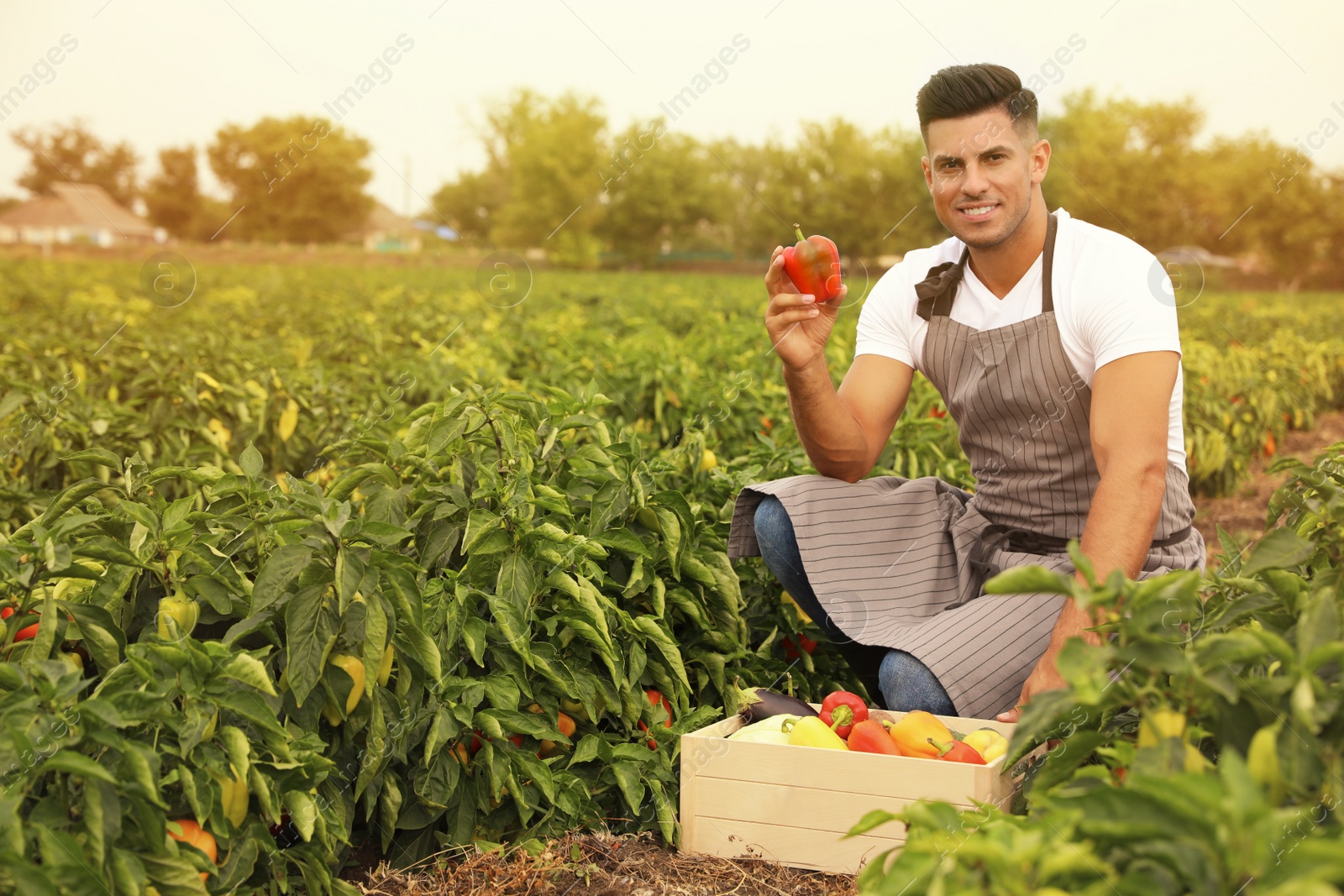 Photo of Farmer taking bell pepper from bush in field. Harvesting time