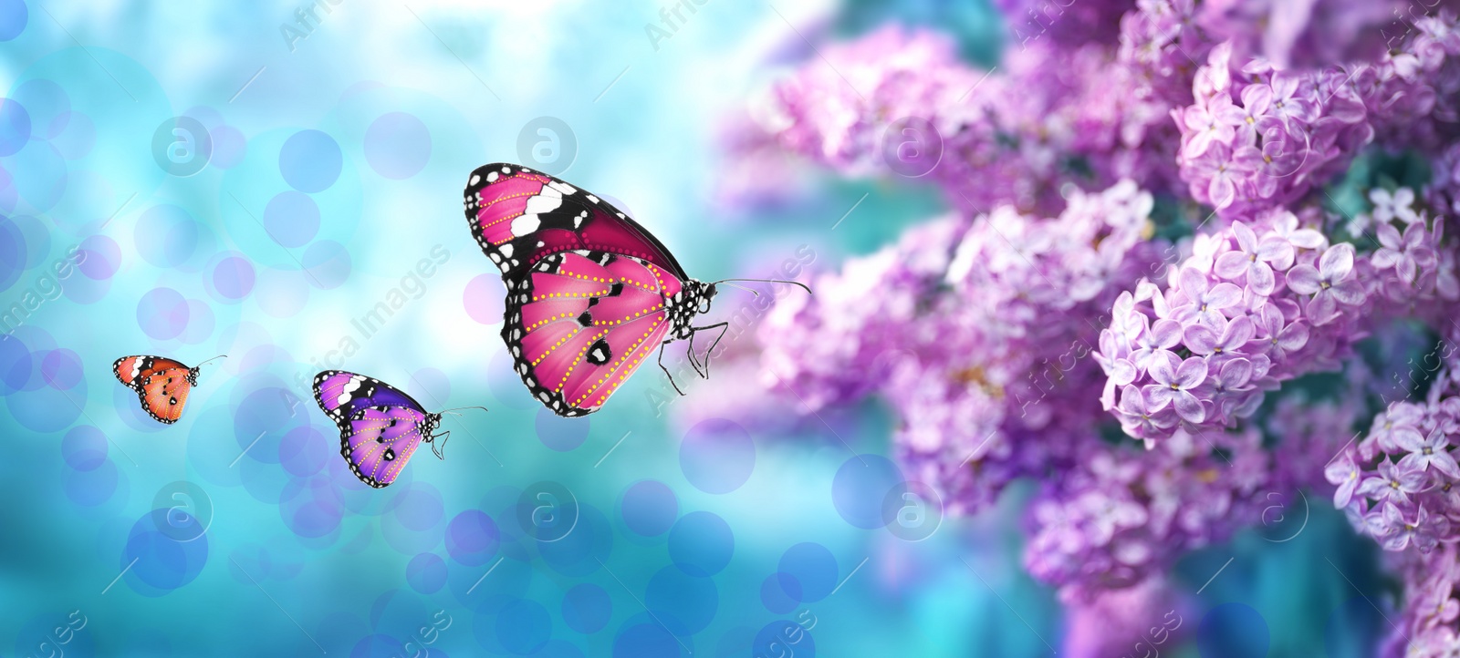 Image of Beautiful blossoming lilac shrub and amazing butterflies outdoors. Banner design