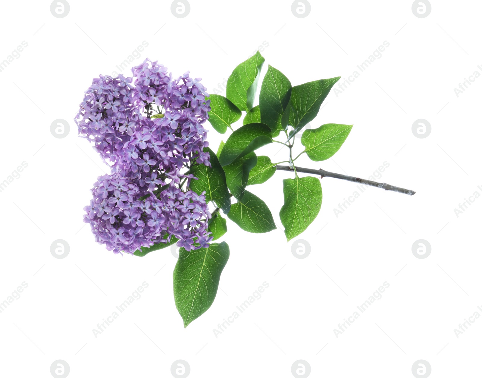 Photo of Beautiful blossoming lilac branch with leaves isolated on white