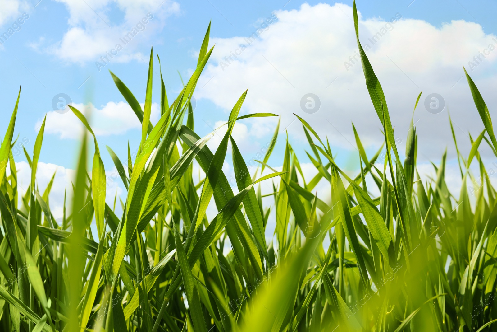 Photo of Fresh green grass against cloudy sky, closeup