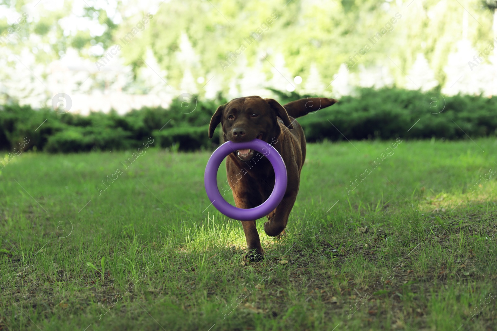 Photo of Funny Chocolate Labrador Retriever with toy in green summer park