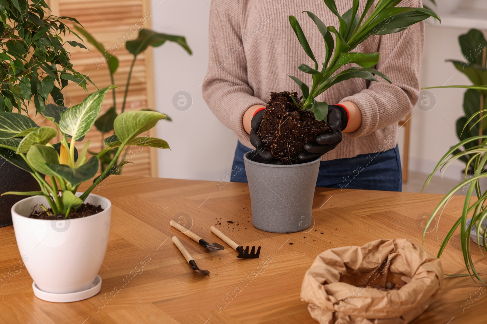 Photo of Woman in gloves transplanting houseplant into new pot at wooden table indoors, closeup