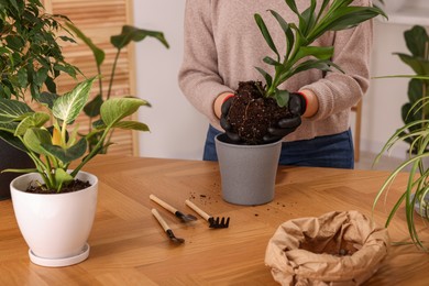 Woman in gloves transplanting houseplant into new pot at wooden table indoors, closeup