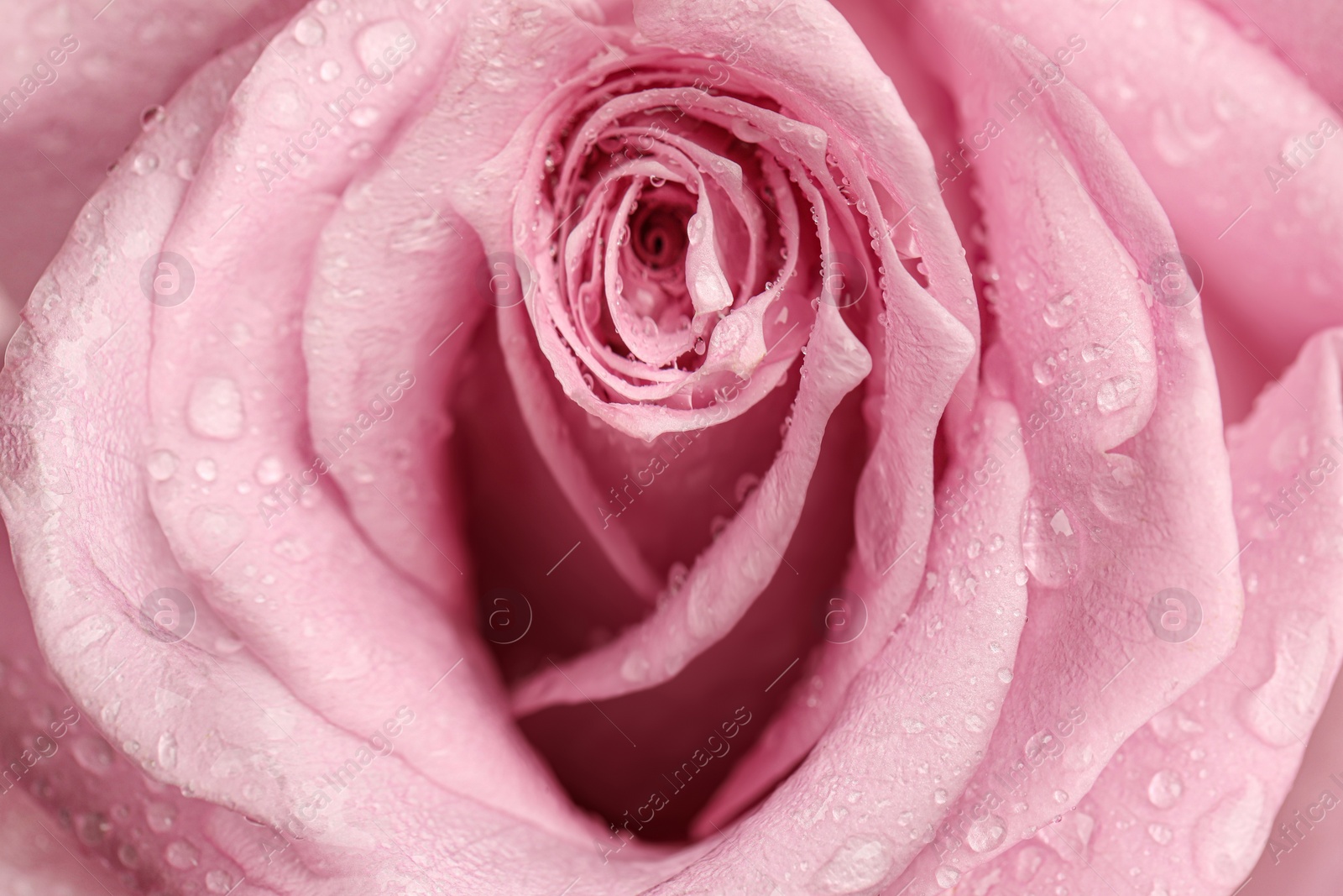 Image of Erotic metaphor. Rose bud with petals and water drops resembling vulva. Beautiful flower as background, closeup