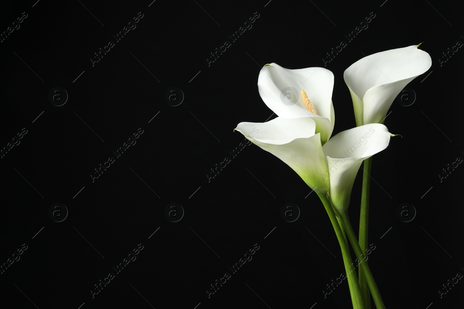 Photo of Beautiful calla lily flowers on black background. Space for text