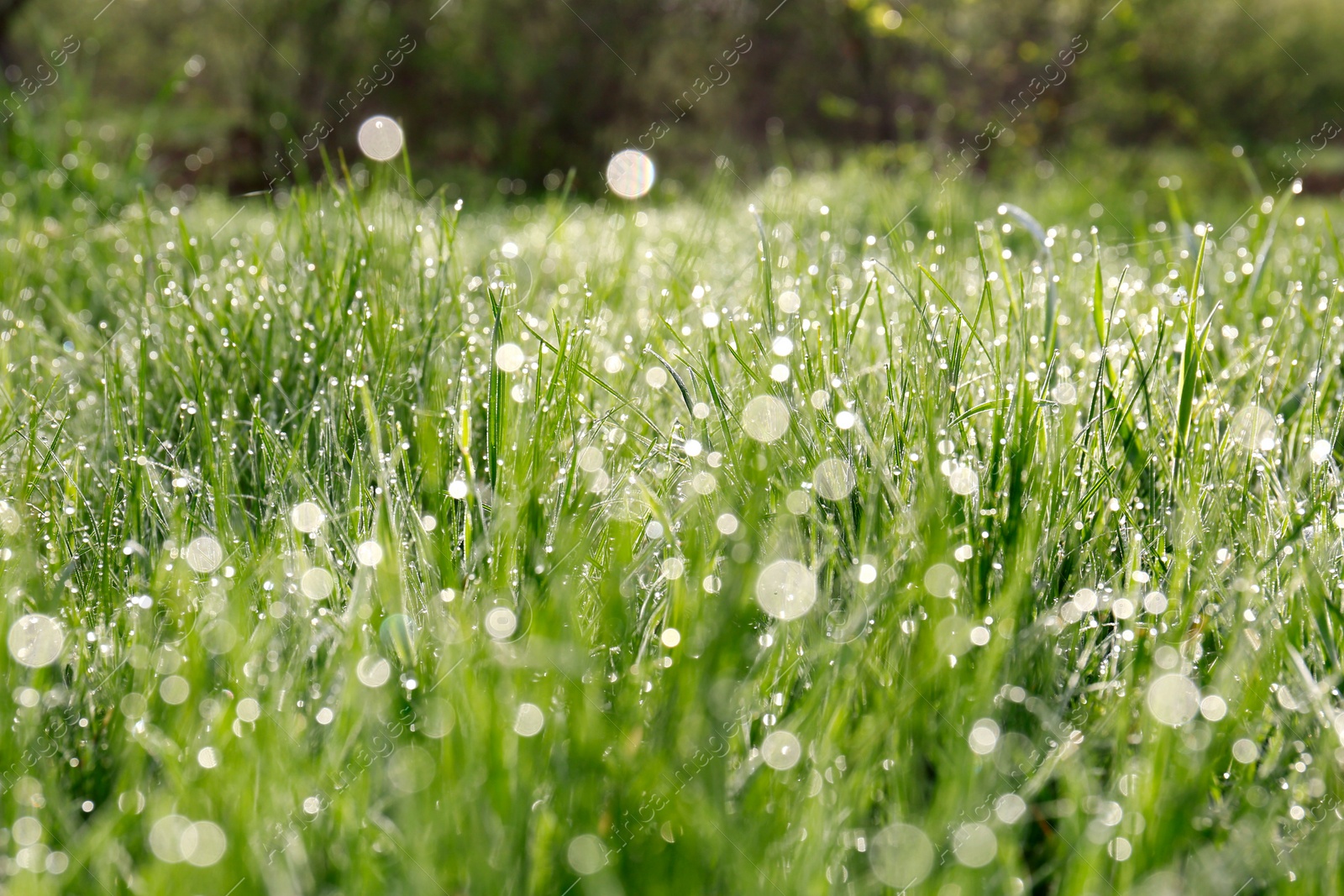 Photo of Beautiful bright green grass covered with morning dew, closeup